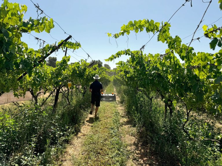 Optimizing Vineyard Orchard Maintenance in Brazil: JT800 Remote-Controlled Mower Demonstrates Excellence